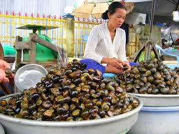 Càng chặn, càng thu gom ốc bươu vàng